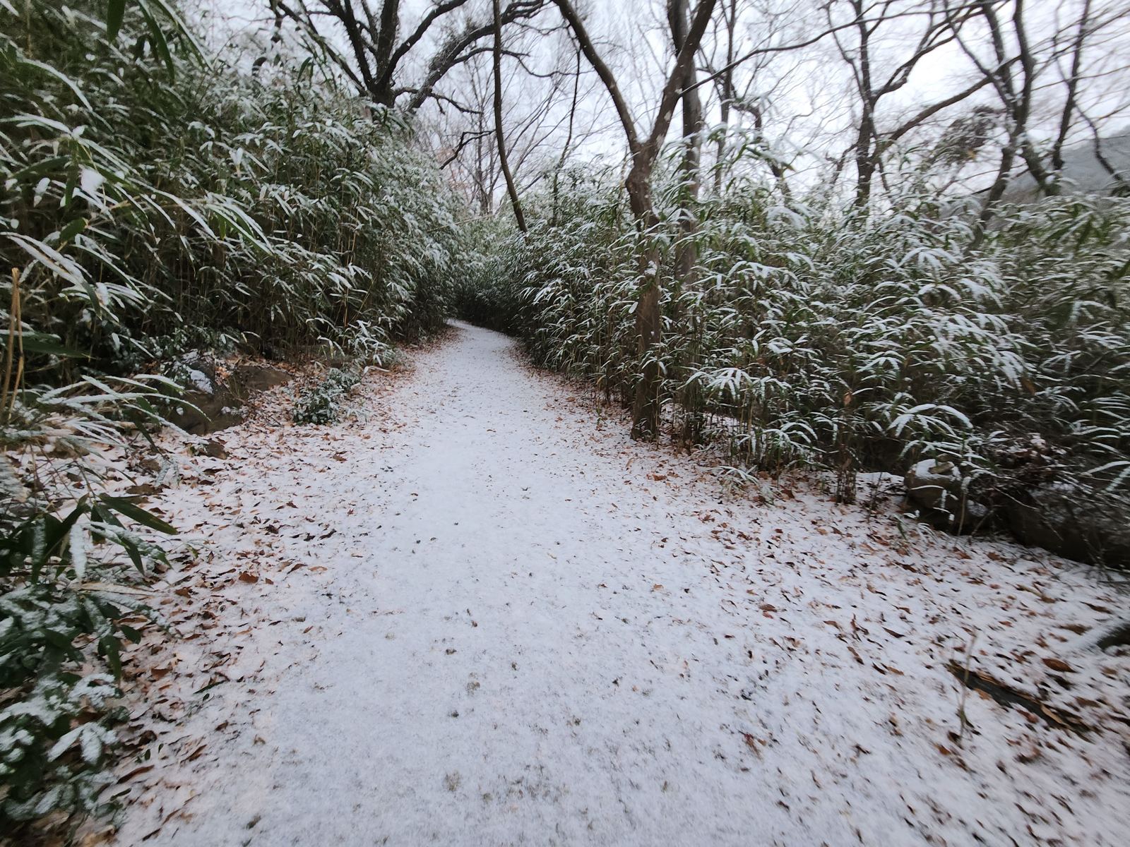 A narrow path covered in fresh snow, lined on both sides by dwarf bamboo bent with snow