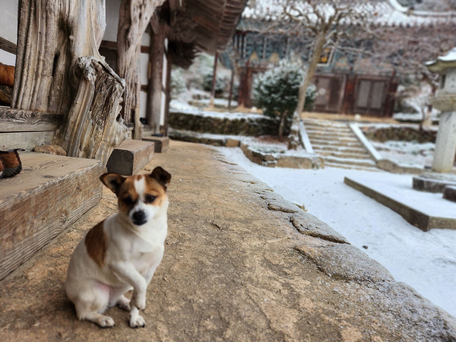The dog sitting on the stone terrace in the foreground, snowy steps and a painted hall blurred behind