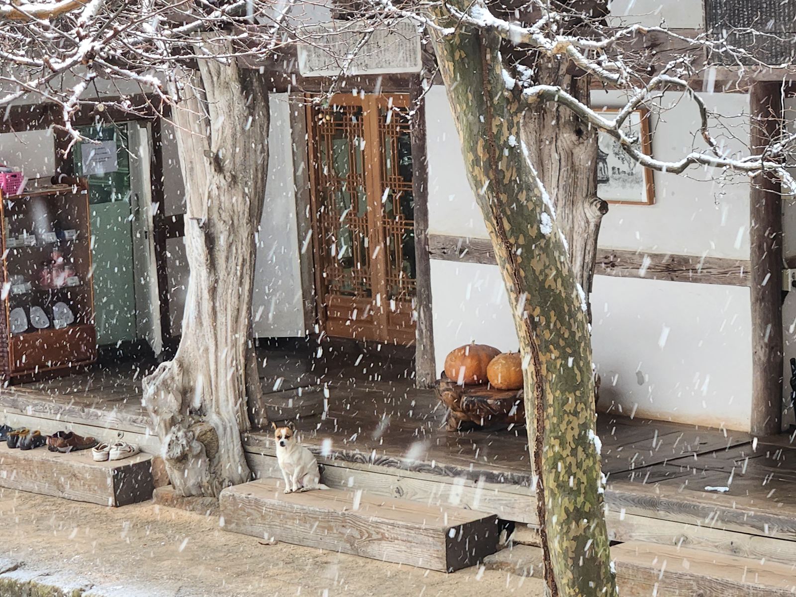 Wider view of the veranda in heavy snowfall: the dog on the step, quince pillars, pumpkins and a mottled tree trunk