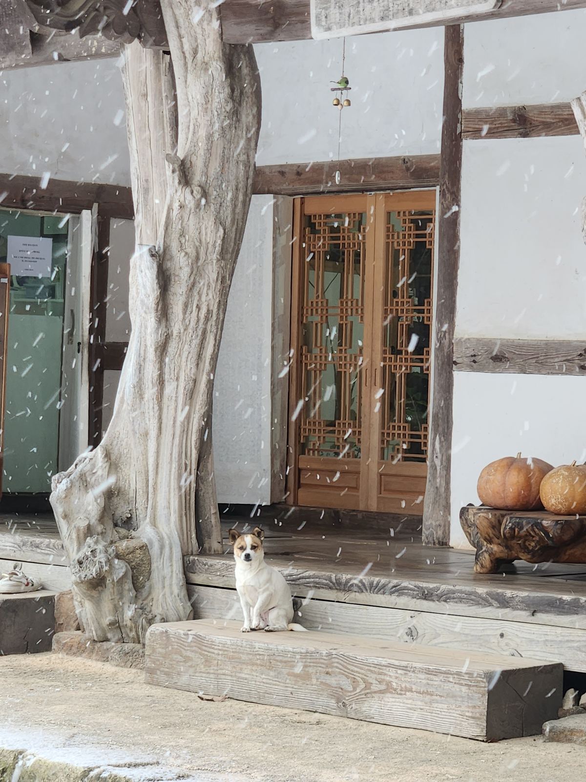 A small white and brown dog sitting on a wooden step in falling snow, a lattice door and pumpkins behind it