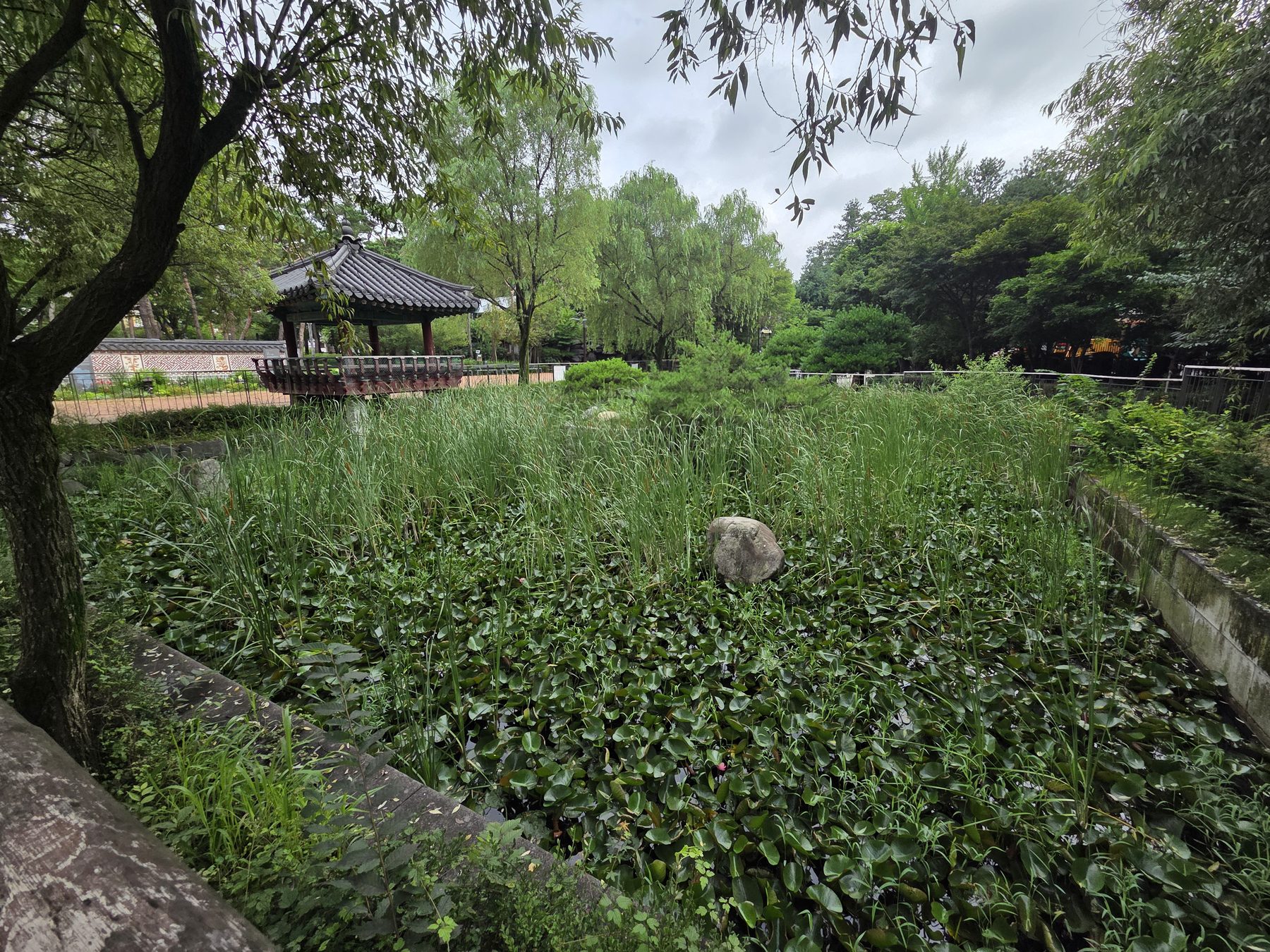 A pond covered in water lilies and reeds, with a traditional pavilion behind willows