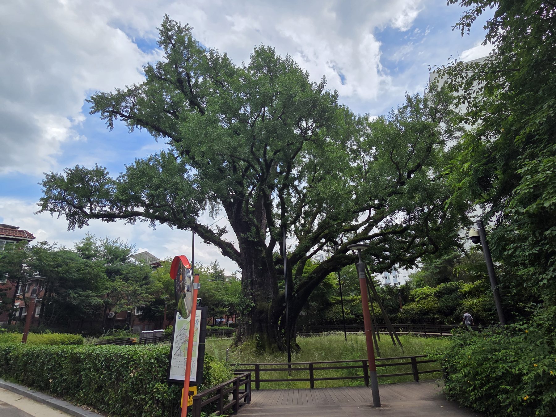 The broad canopy of the 600-year-old Banghak-dong ginkgo tree