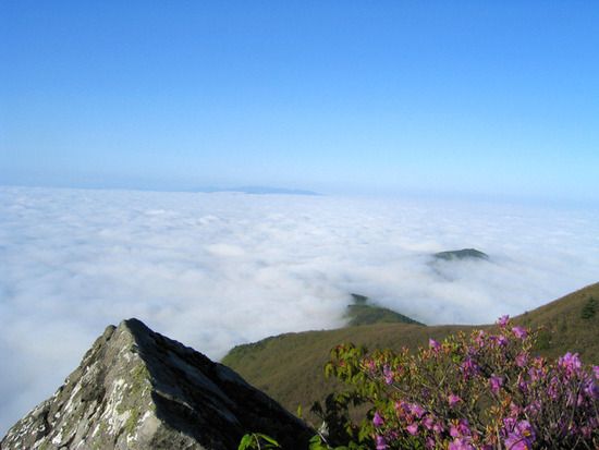 Beyond a rock edge and pink azaleas, a sea of clouds stretches to the horizon with a single peak rising above it