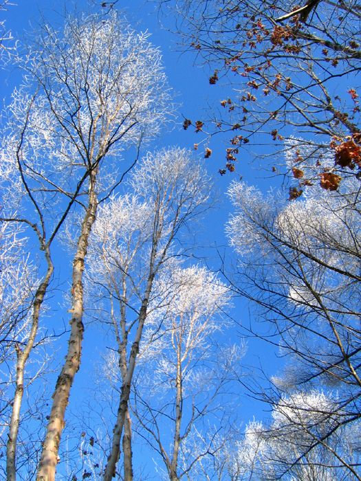Rime-tipped birch branches under a blue winter sky