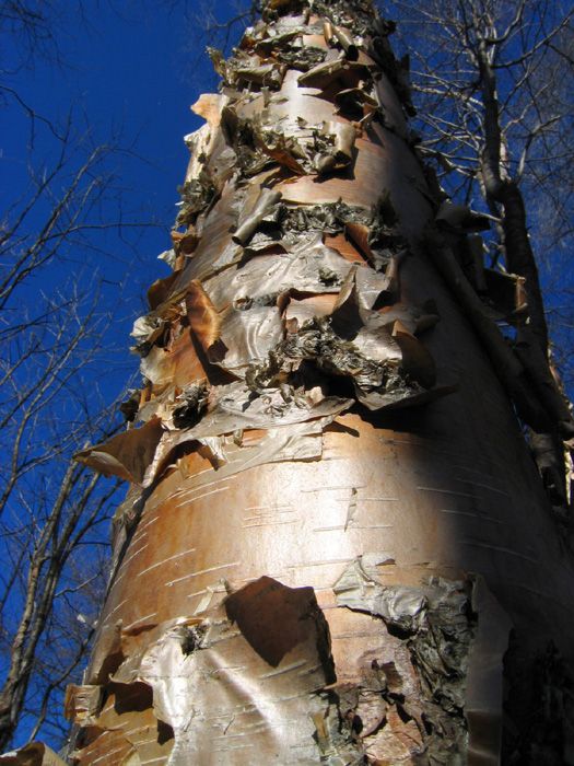 Coppery bark of a bronze birch peeling in thin papery layers, against a blue sky