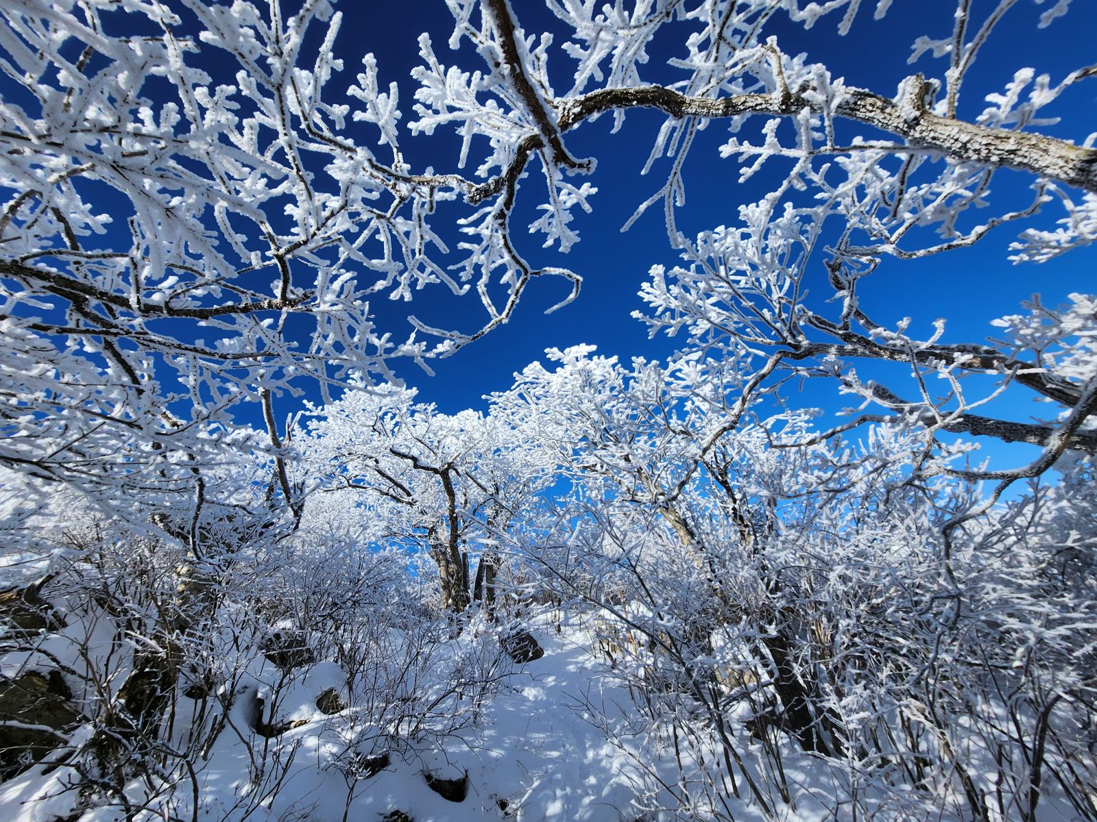 A tunnel of rime-covered branches against a deep blue sky in the winter forest