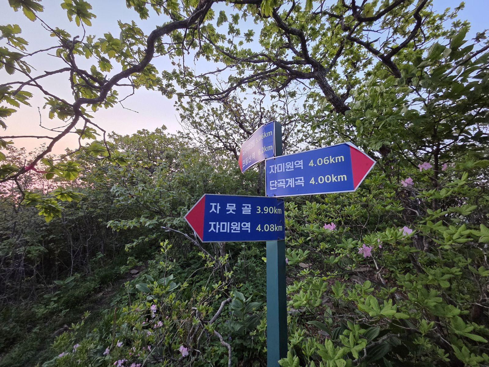 A trail signpost among pink azaleas and fresh leaves, showing distances to Jamutgol, Jamiwon Station and Dangok Valley