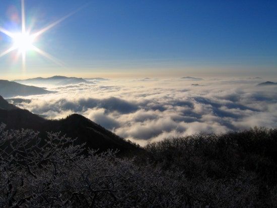 A bright sun over an endless sea of clouds, with frosted shrubs in the foreground