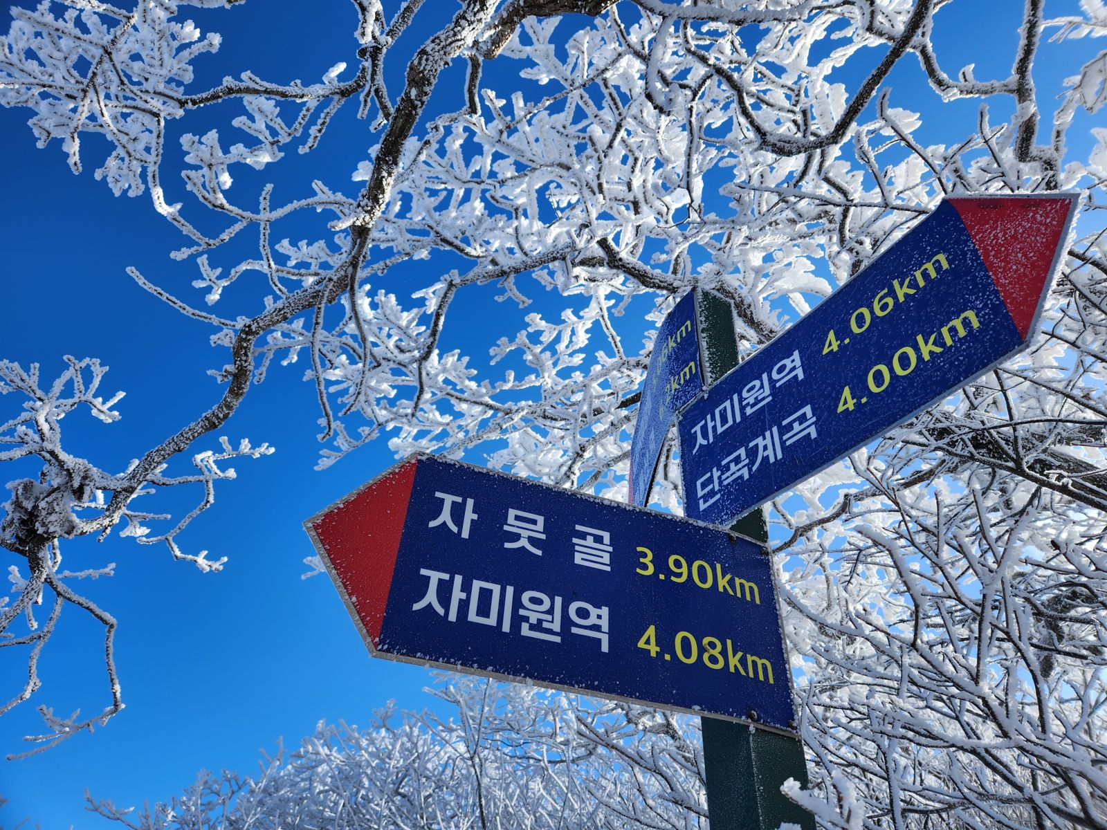 The same signpost among rime-covered branches under a deep blue winter sky