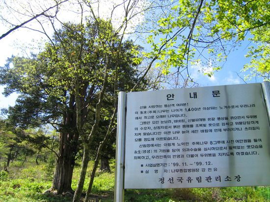 An old yew among fresh spring leaves, with the forest service's information board in front